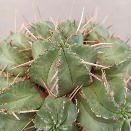 Euphorbia pulvinata 'Tarrina 20 cm'