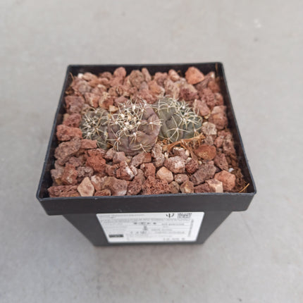 Gymnocalycium kieslingii ct 11
