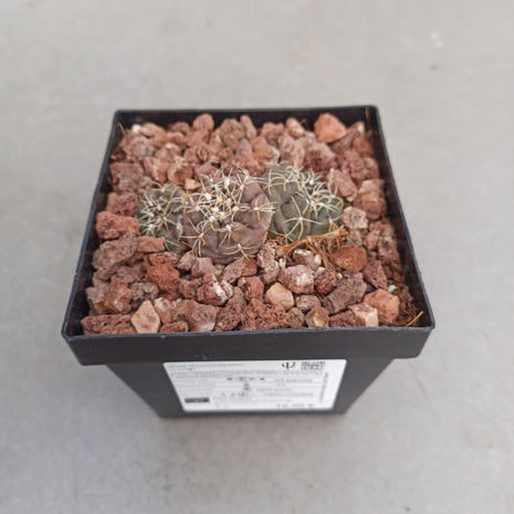Gymnocalycium kieslingii ct 11