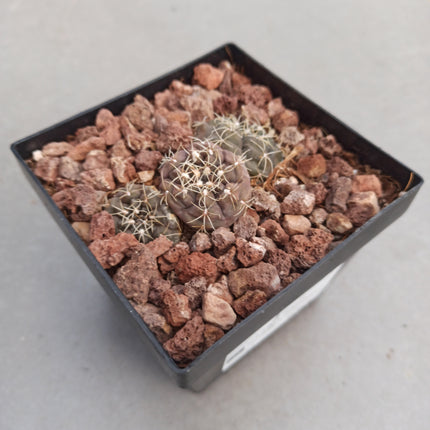 Gymnocalycium kieslingii ct 11