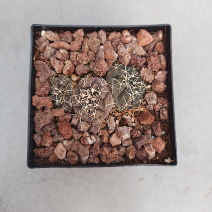 Gymnocalycium kieslingii ct 11