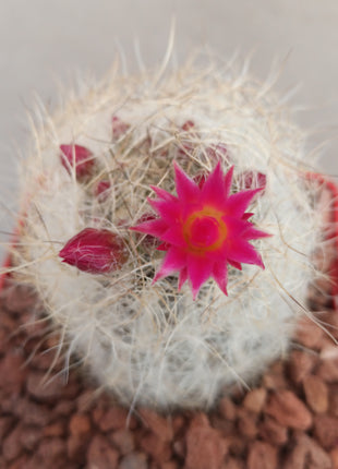 Neoporteria gerocephala
