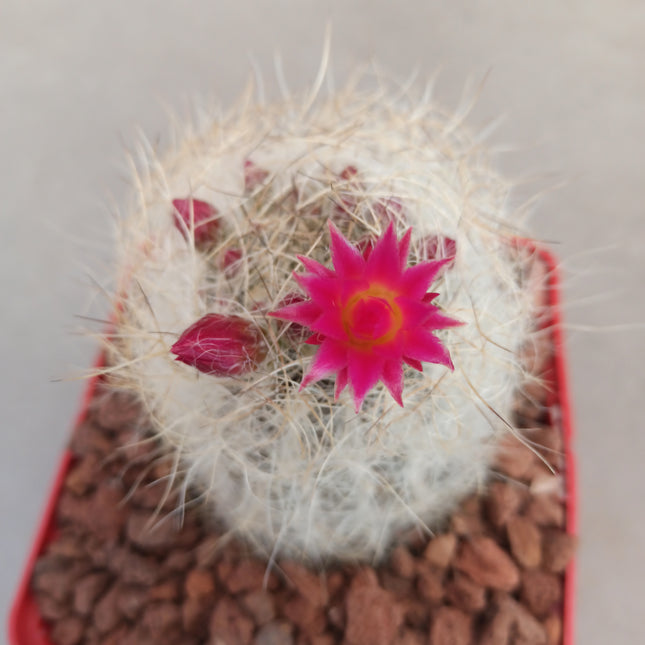 Neoporteria gerocephala