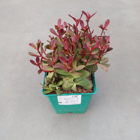 Crassula platyphylla 'Burgundy'