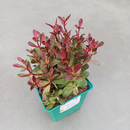 Crassula platyphylla 'Burgundy'
