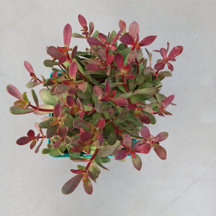 Crassula platyphylla 'Burgundy'