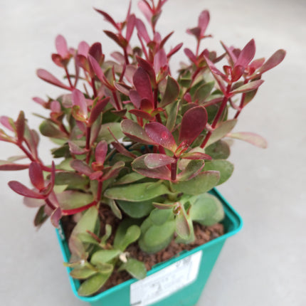 Crassula platyphylla 'Burgundy'