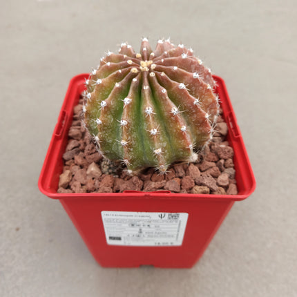 Echinopsis oxygona 'S' 'M' y 'L' - DesertSTORE.es