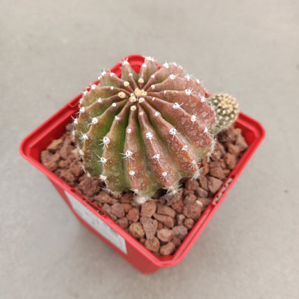 Echinopsis oxygona 'S' 'M' y 'L' - DesertSTORE.es