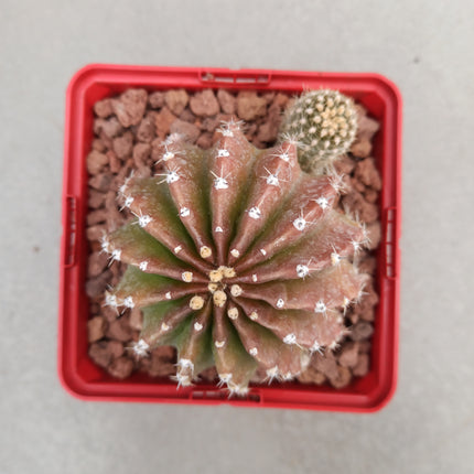 Echinopsis oxygona 'S' 'M' y 'L' - DesertSTORE.es