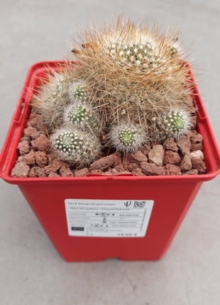 Weingartia glomeriseta