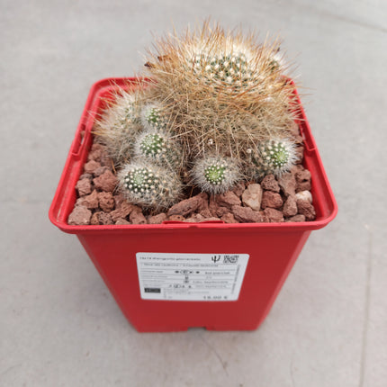 Weingartia glomeriseta