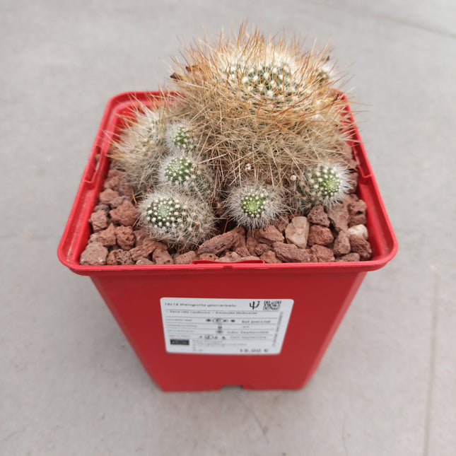 Weingartia glomeriseta