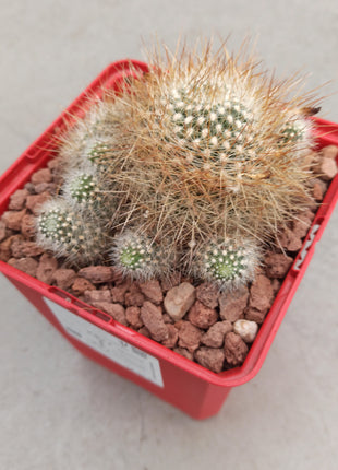 Weingartia glomeriseta