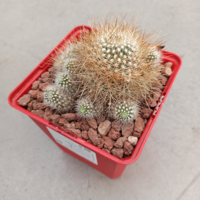 Weingartia glomeriseta