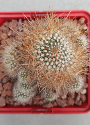 Weingartia glomeriseta
