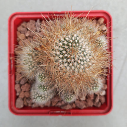 Weingartia glomeriseta