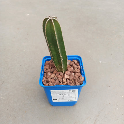 Lophocereus marginatus (Marginatocereus marginatus)