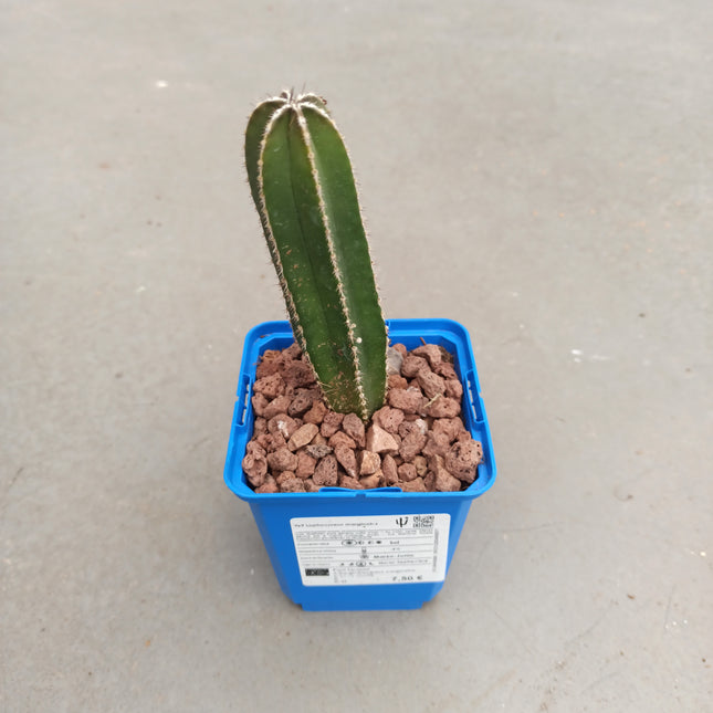 Lophocereus marginatus (Marginatocereus marginatus)