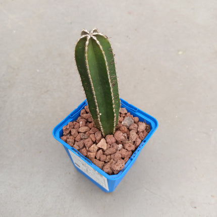 Lophocereus marginatus (Marginatocereus marginatus)