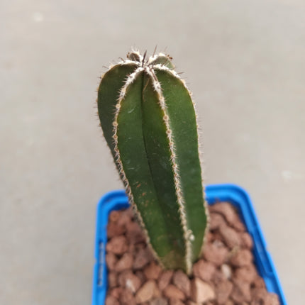 Lophocereus marginatus (Marginatocereus marginatus)