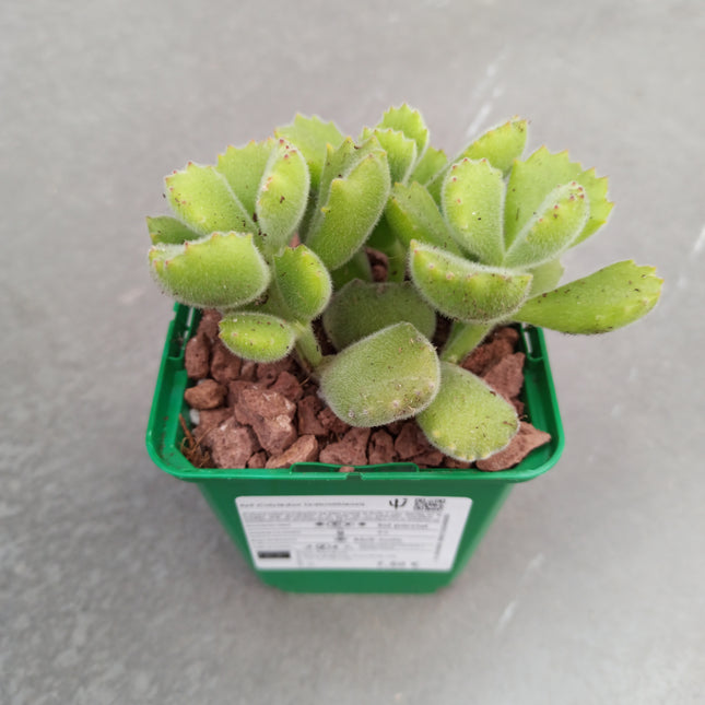 Cotyledon ladismithiensis "Garritas de Oso"