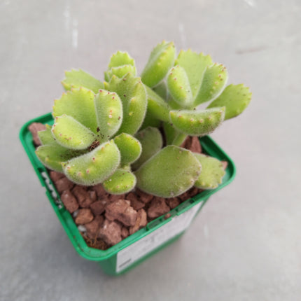 Keimblatt ladismithiensis