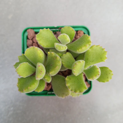 Keimblatt ladismithiensis