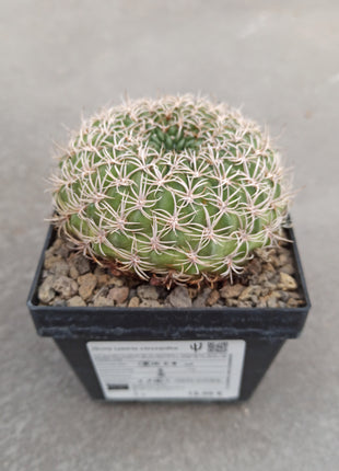 Lobivia crysantha - DesertSTORE.es