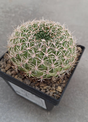 Lobivia crysantha - DesertSTORE.es