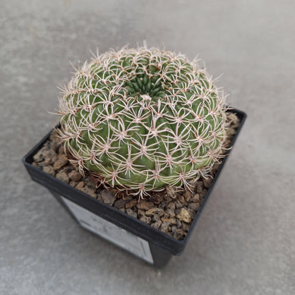 Lobivia crysantha - DesertSTORE.es