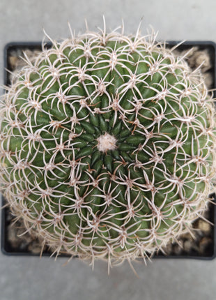Lobivia crysantha - DesertSTORE.es