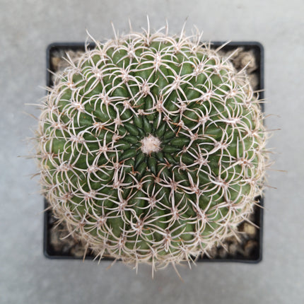 Lobivia crysantha - DesertSTORE.es