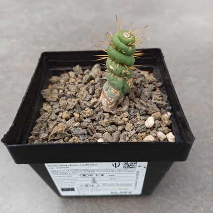 Eulychnia castanea ct 10