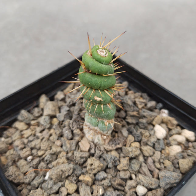 Eulychnia castanea ct 10