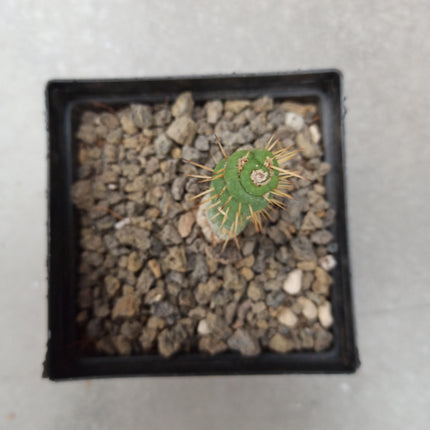 Eulychnia castanea ct 10