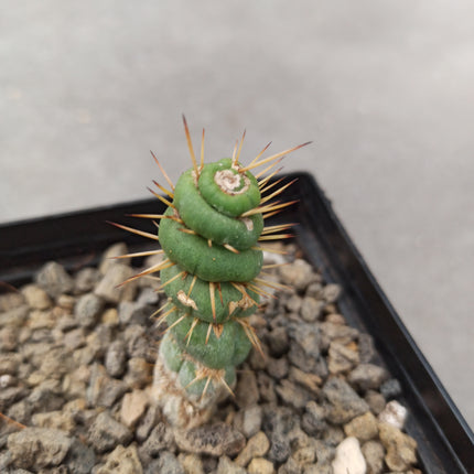 Eulychnia castanea ct 10