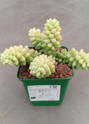Sedum morganianum cv. Burrito