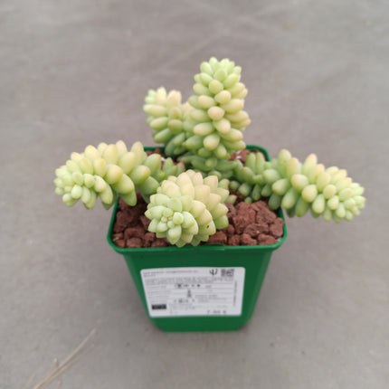 Sedum morganianum cv. Burrito