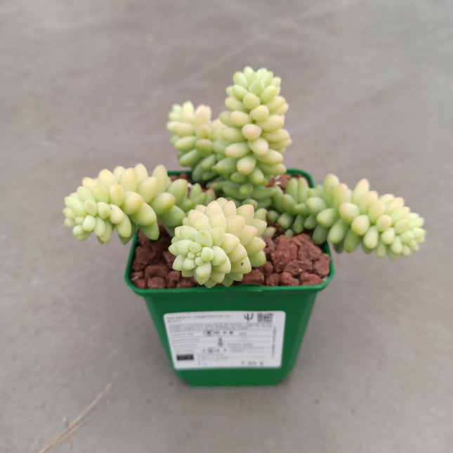 Sedum morganianum cv. Burrito