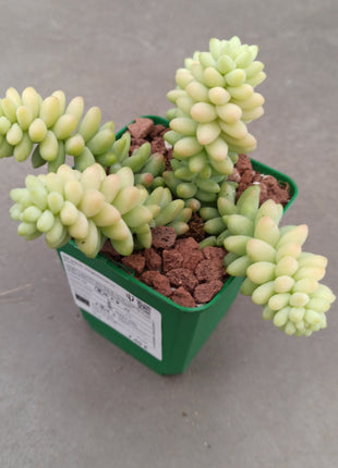 Sedum morganianum cv. Burrito