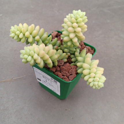 Sedum morganianum cv. Burrito