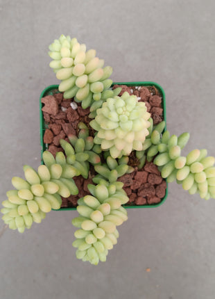 Sedum morganianum cv. Burrito