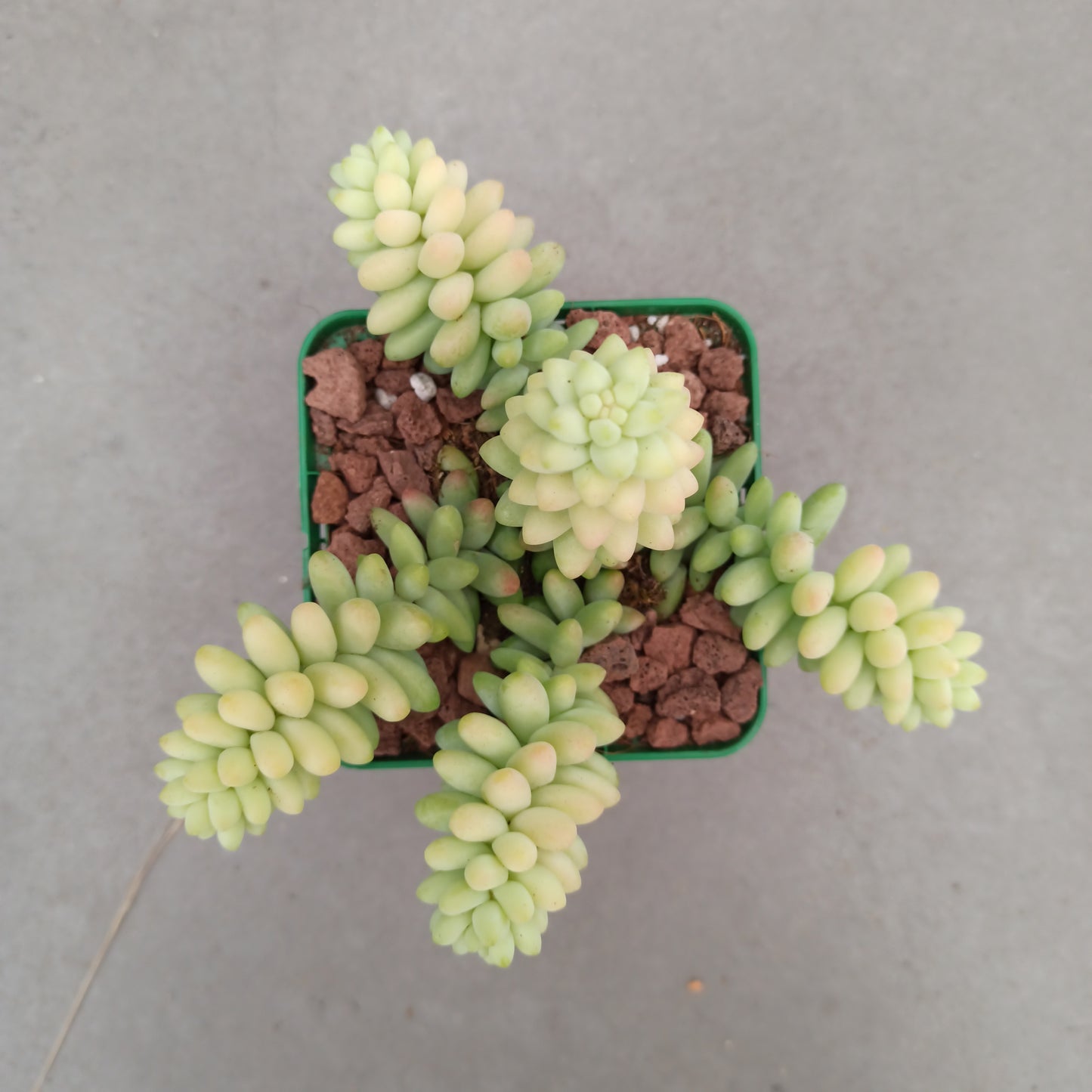 Sedum morganianum cv. Burrito