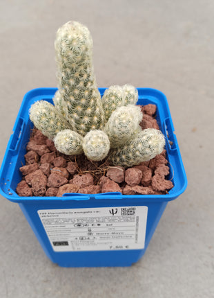 Mammillaria elongata var. Albispina