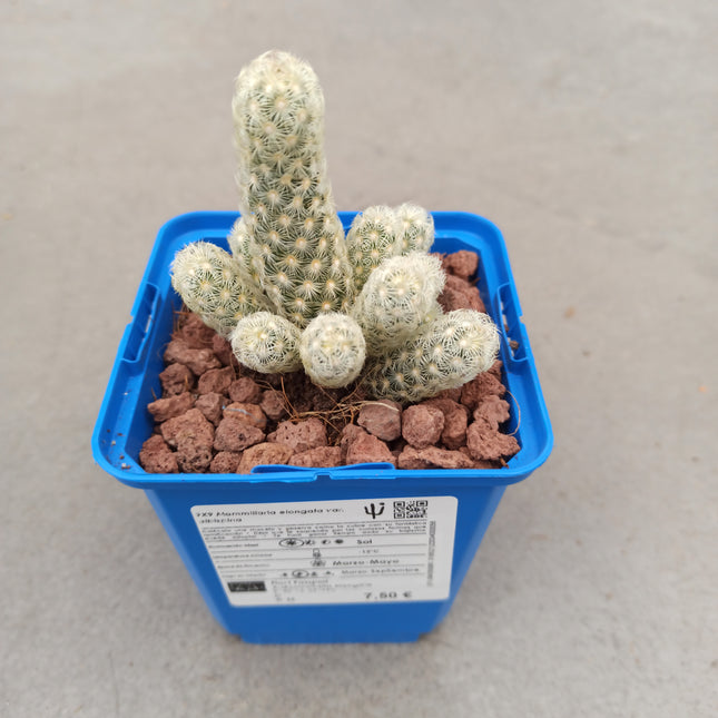 Mammillaria elongata
