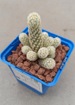 Mammillaria elongata var. Albispina