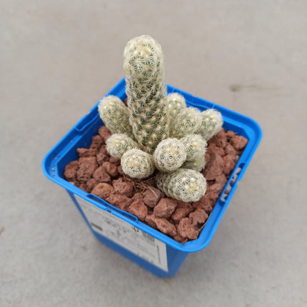 Mammillaria elongata var. Albispina