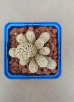 Mammillaria elongata var. Albispina