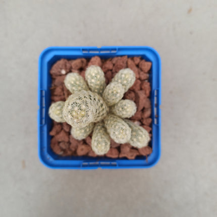 Mammillaria elongata var. Albispina